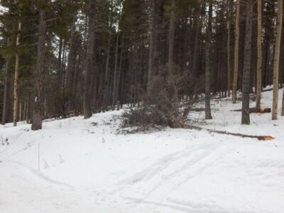 Mountain Wildfire Mitigation Image